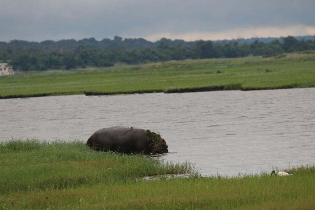 The Residence Villa Chobe 卡萨内 外观 照片